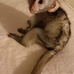 Baby_Vervet1