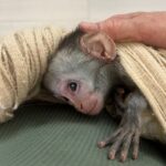 Baby_Vervet2