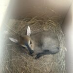 Baby_duiker