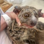 Bush_Baby