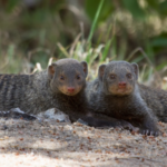 Mongoose