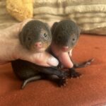 Mongoose_babies