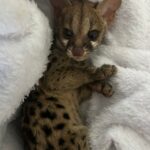 baby_genet